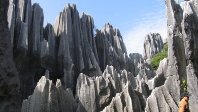 Photo of The Stone Forest: China’s Ancient Karst Wonderland